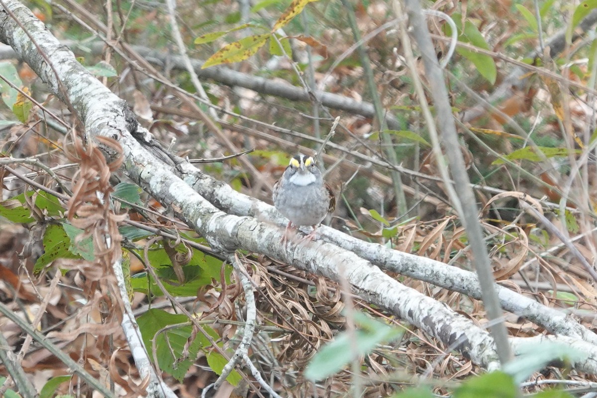 גיבתונית לבנת-גרון - ML647407048