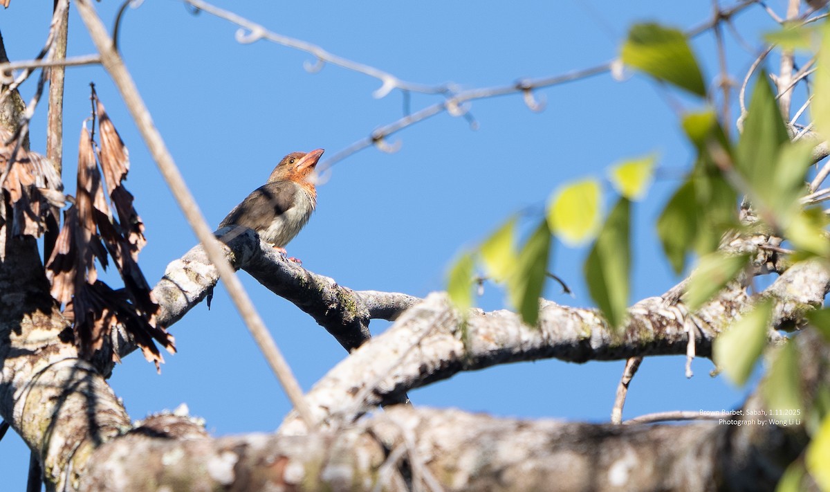 チャイロゴシキドリ - ML647407057