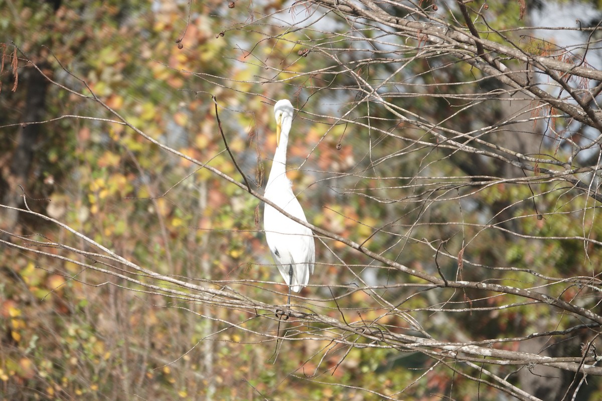 ダイサギ - ML647407059