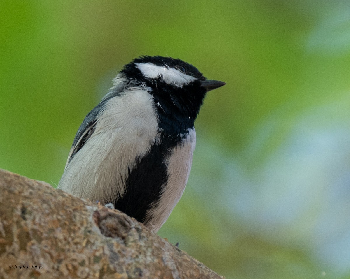 シジュウカラ（cinereus グループ） - ML647407060