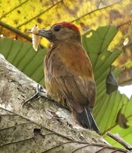 ハゲラ - ML647407061