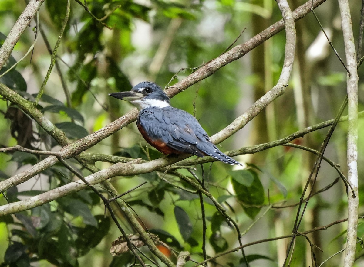 クビワヤマセミ - ML647407062