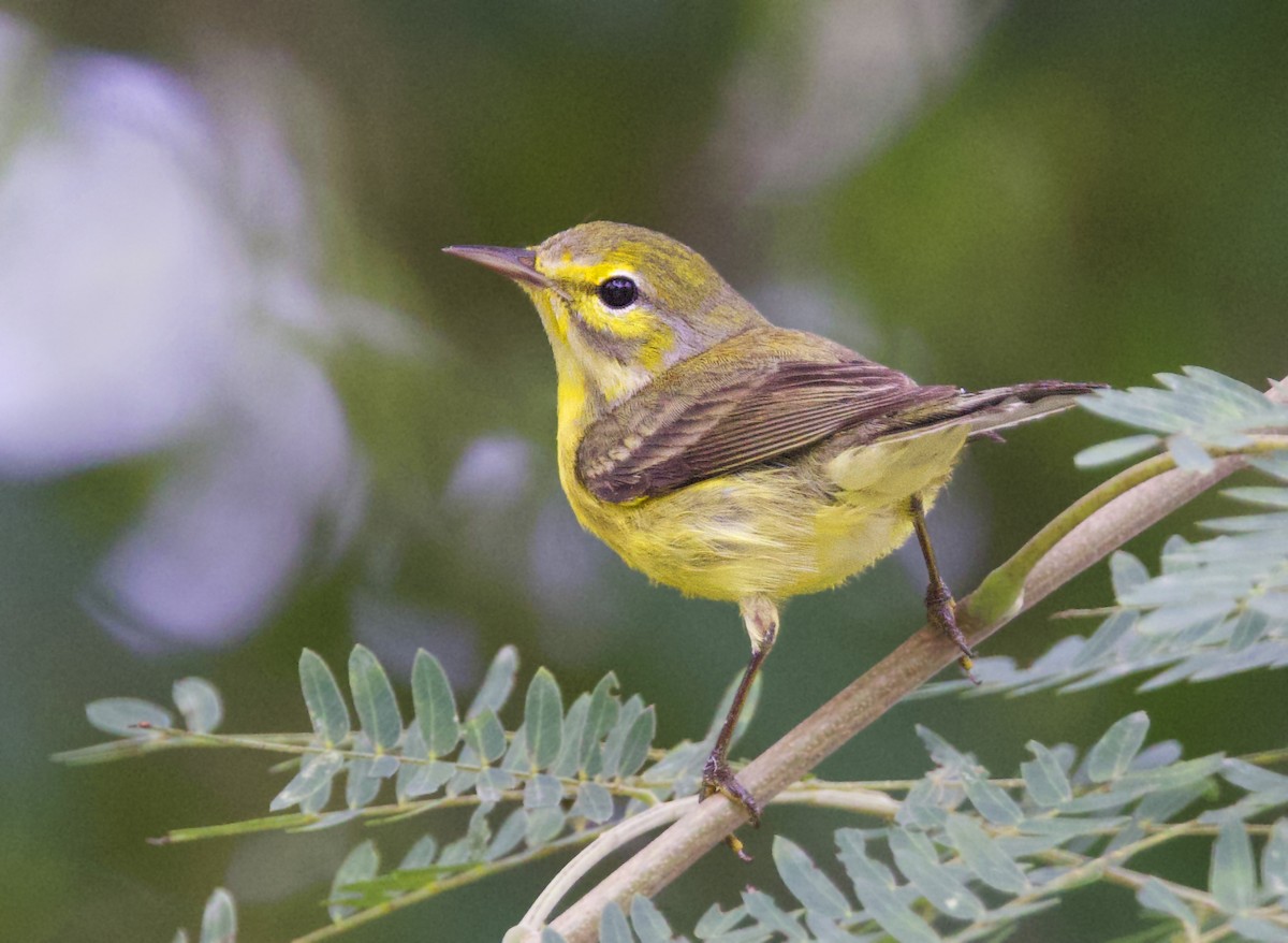 チャスジアメリカムシクイ - ML647407064