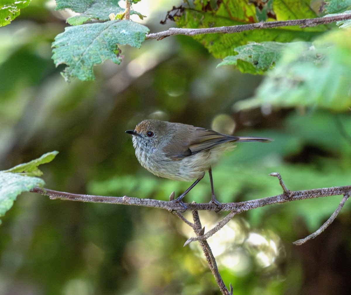 チャイロトゲハシムシクイ - ML647407066