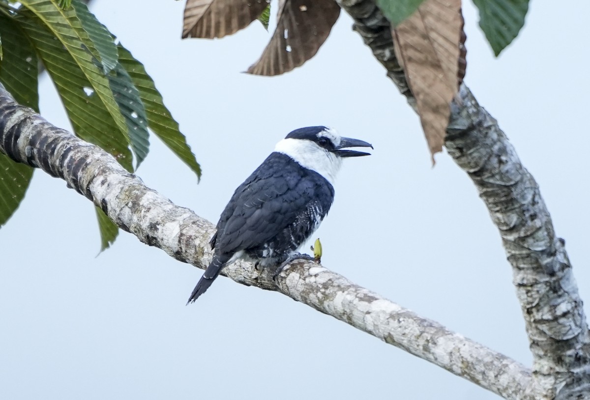 シロエリオオガシラ - ML647407067