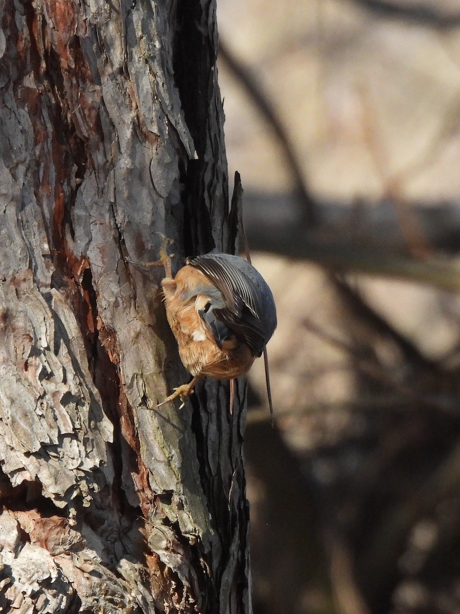 ゴジュウカラ - ML647407068