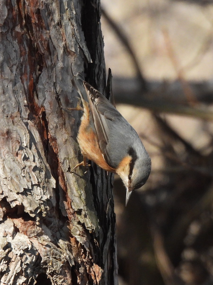 ゴジュウカラ - ML647407069