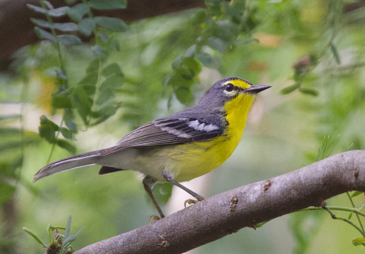 キバラアメリカムシクイ - ML647407070