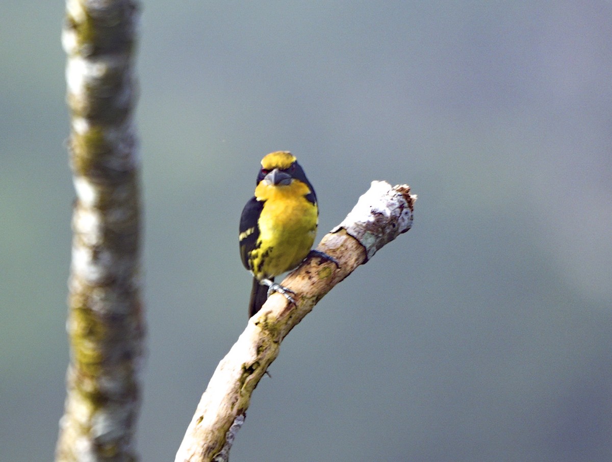 オウゴンゴシキドリ - ML647407071