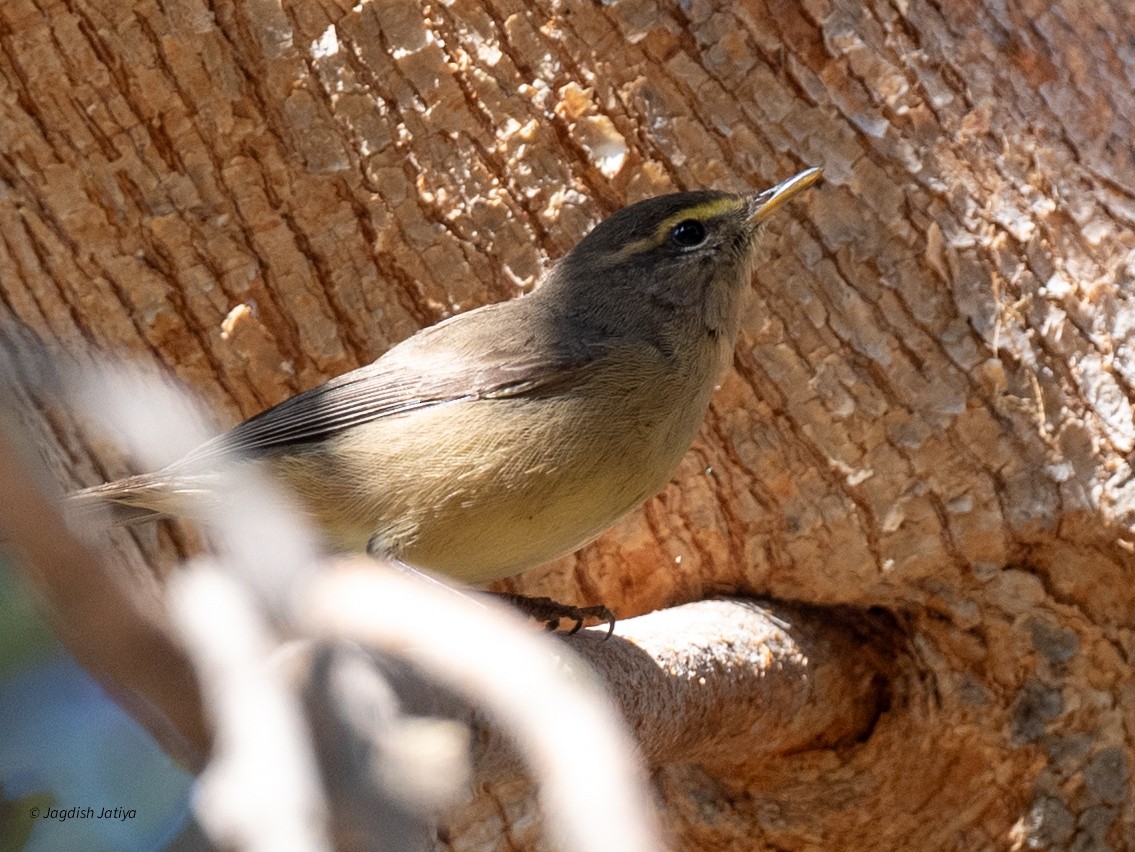 オリーブムシクイ - ML647407072