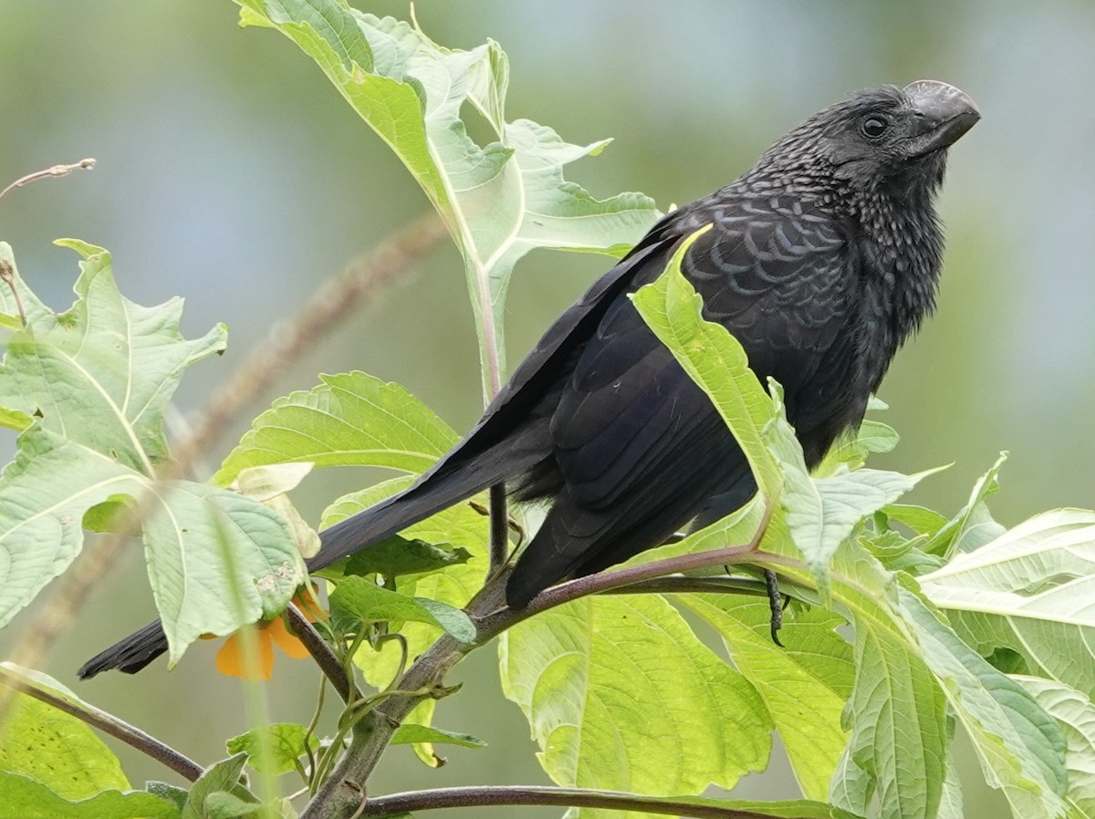 オオハシカッコウ - ML647407073