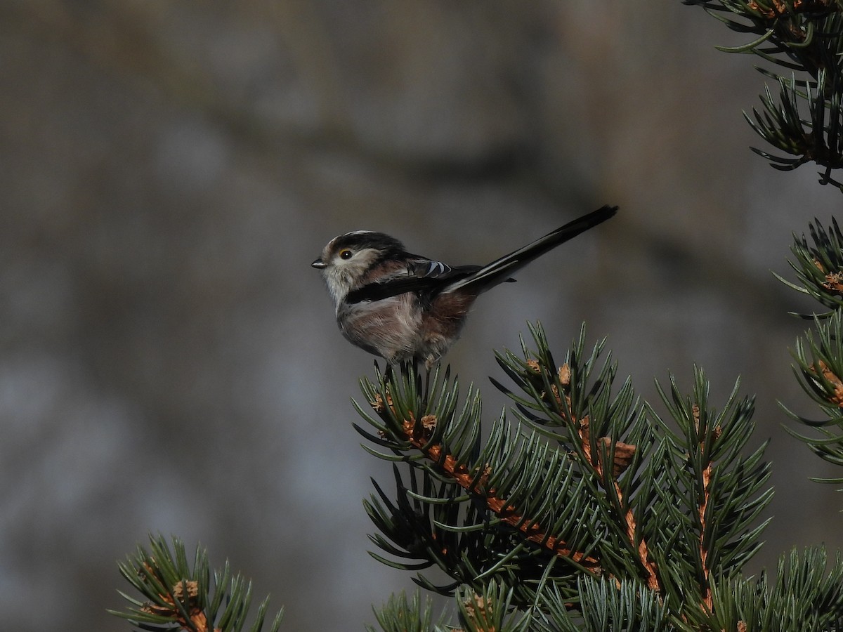 エナガ - ML647407075