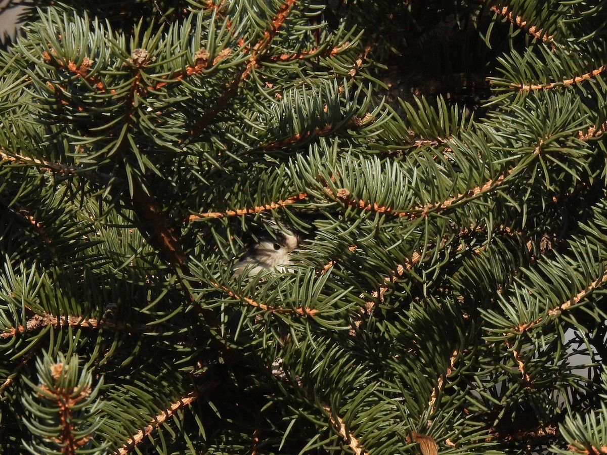 エナガ - ML647407076