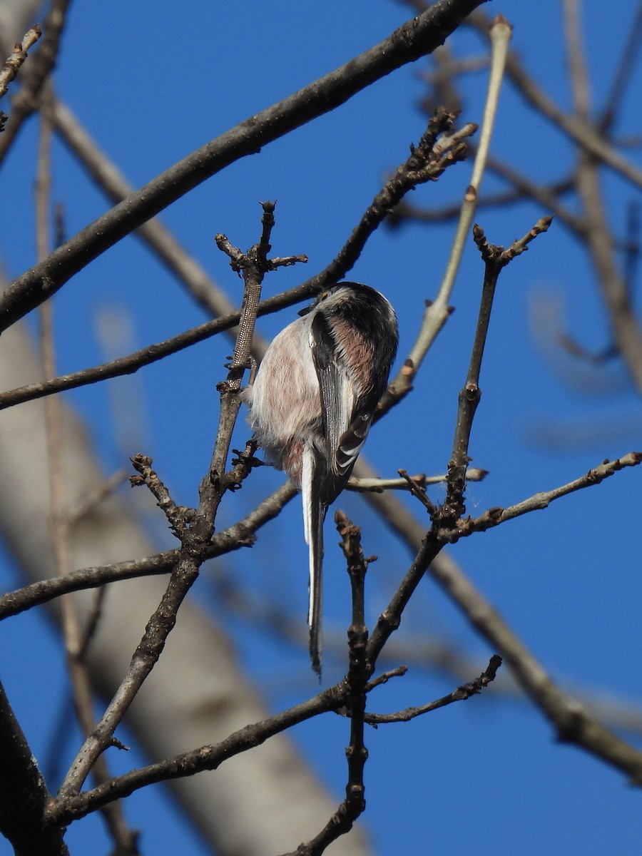 エナガ - ML647407077