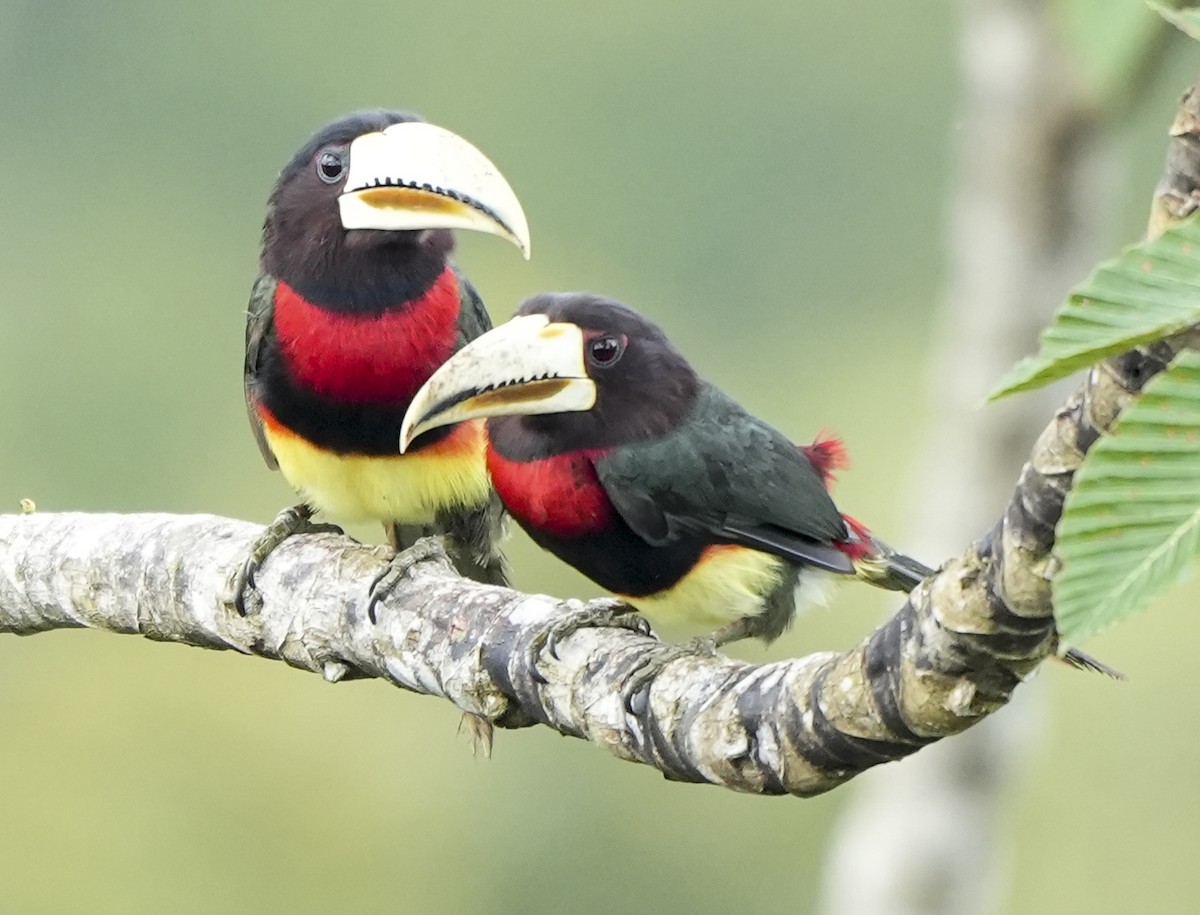 ハシジロチュウハシ - ML647407078