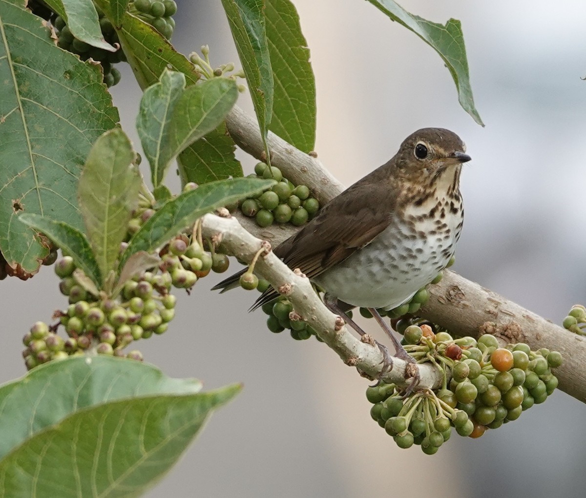 オリーブチャツグミ - ML647407079