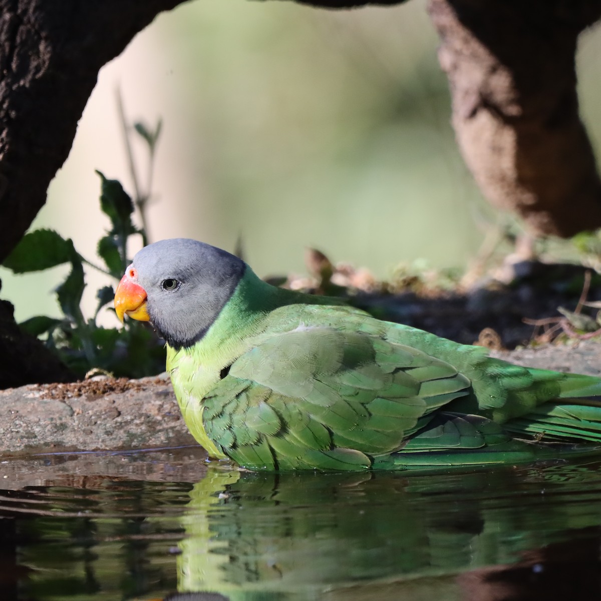 ズグロコセイインコ - ML647407080