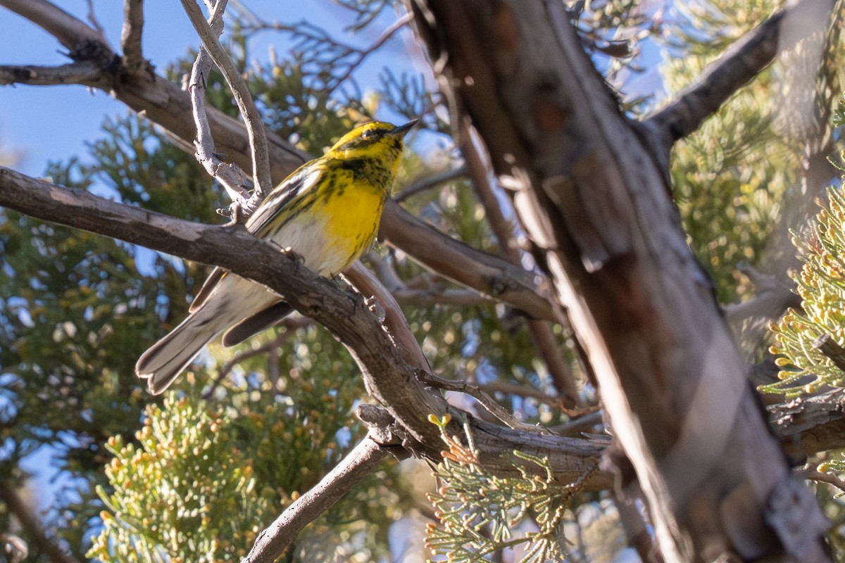タウンゼンドアメリカムシクイ - ML647407082