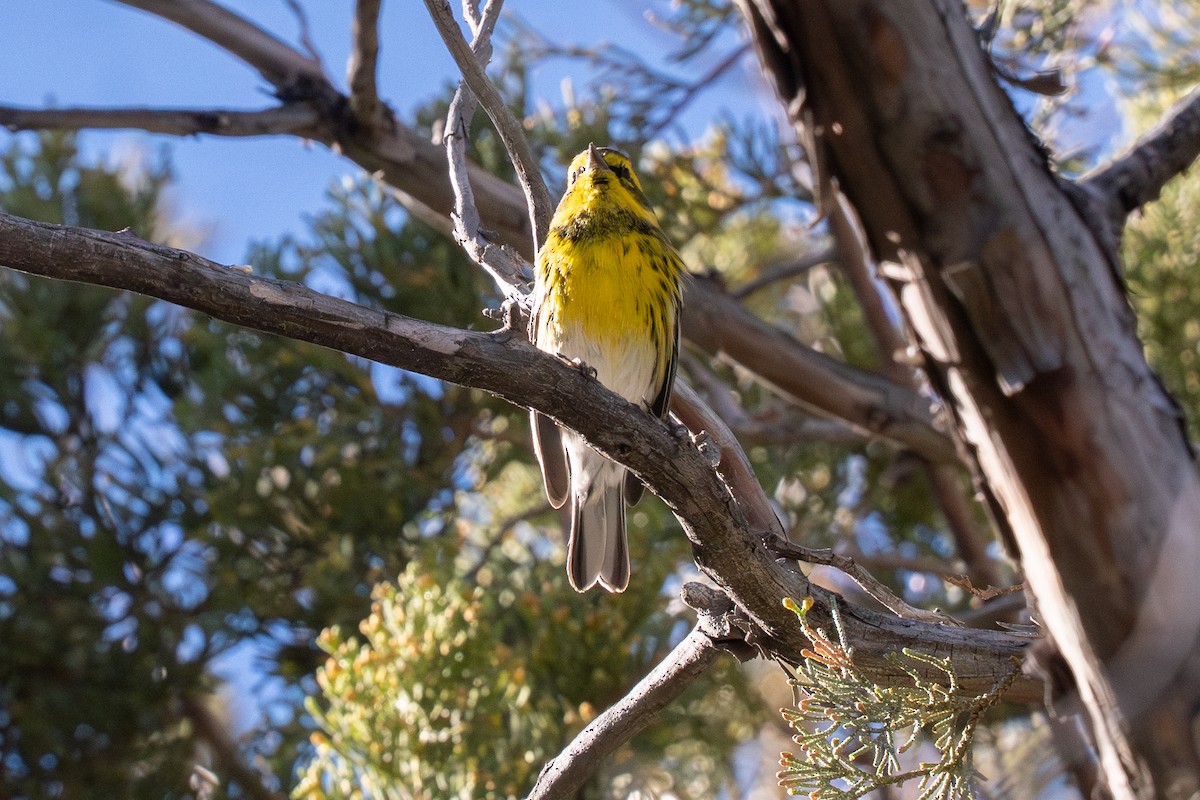 タウンゼンドアメリカムシクイ - ML647407083
