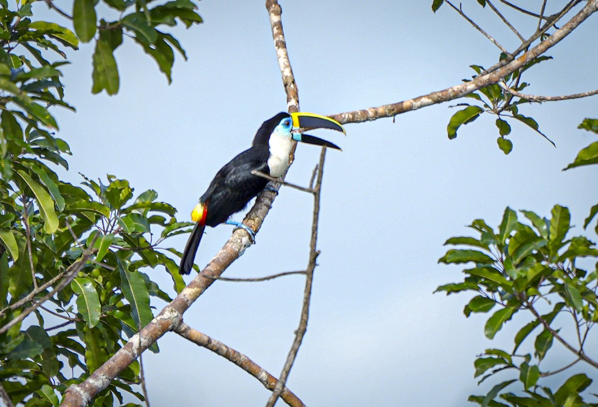 シロムネオオハシ - ML647407084