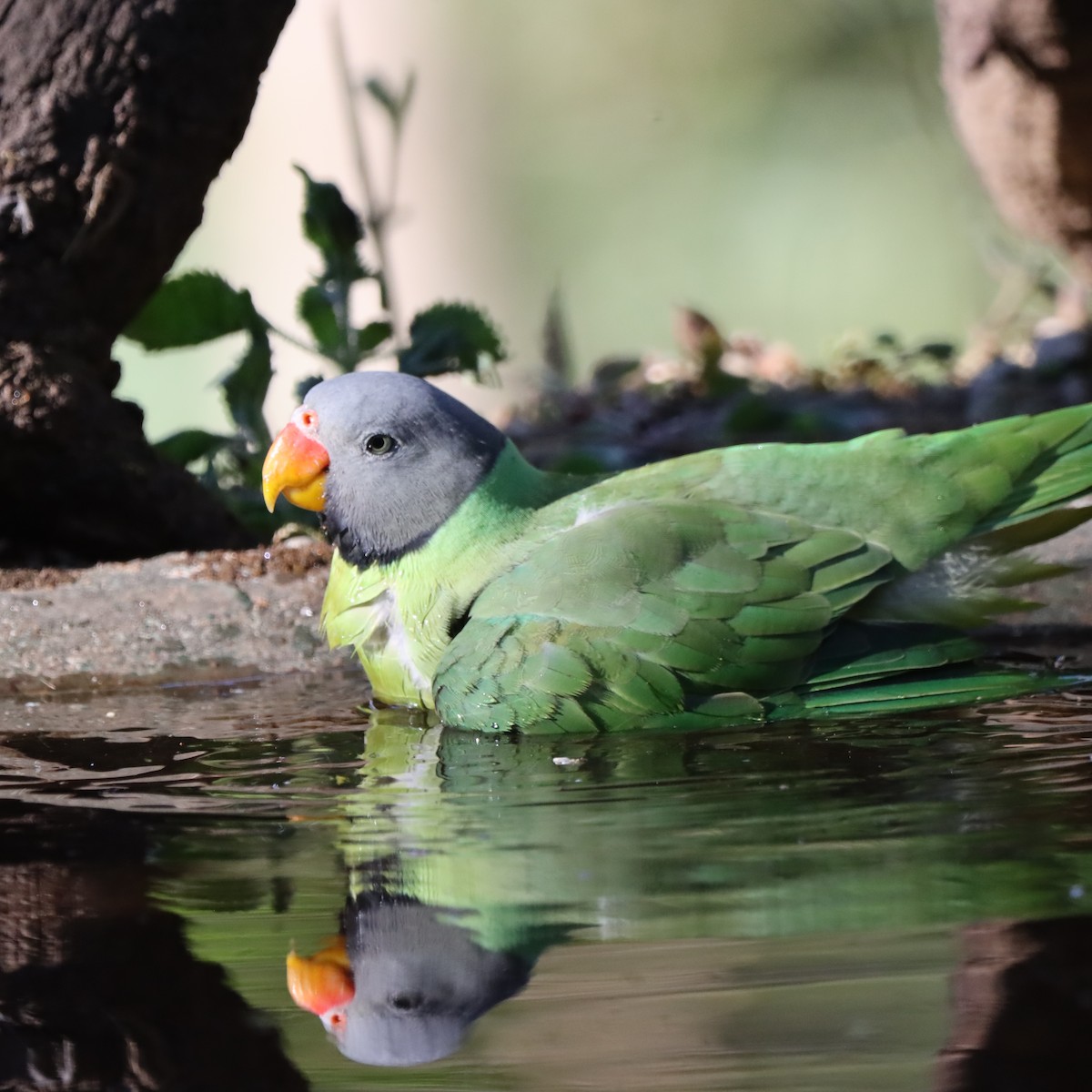 ズグロコセイインコ - ML647407085