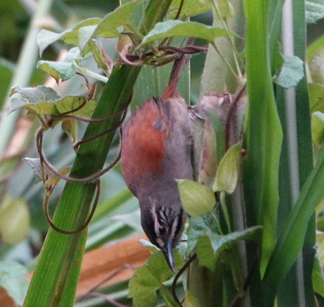 ハイガシラマユミソサザイ - ML647407086