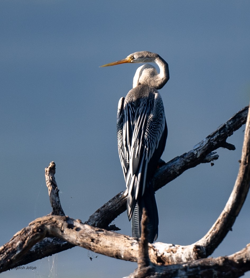 アジアヘビウ - ML647407088