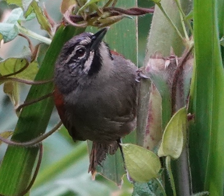 ハイガシラマユミソサザイ - ML647407089