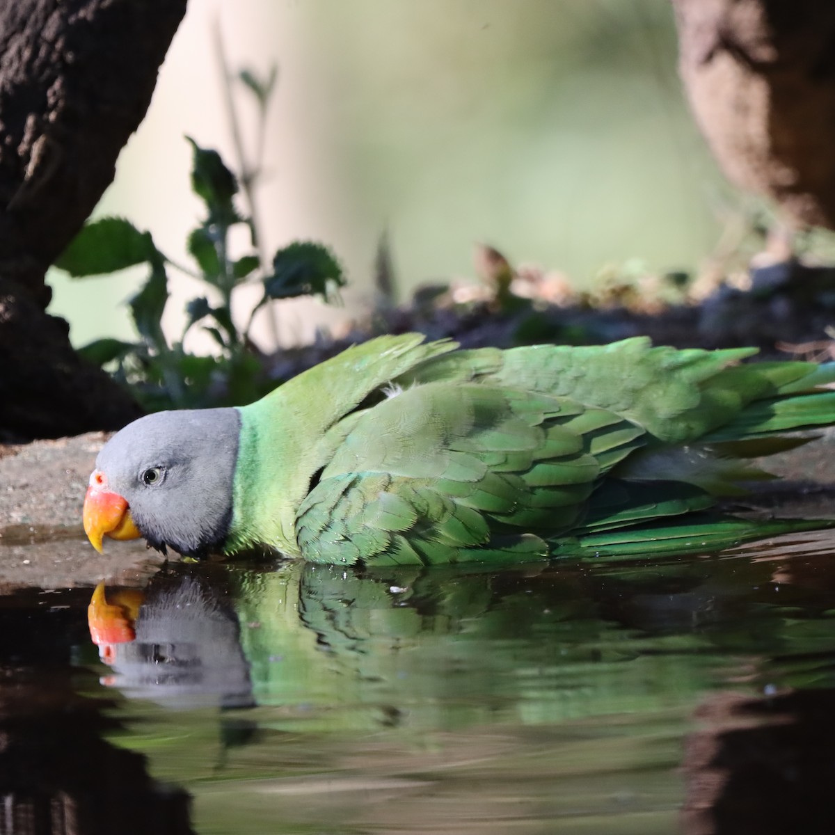 himalayaparakitt - ML647407091