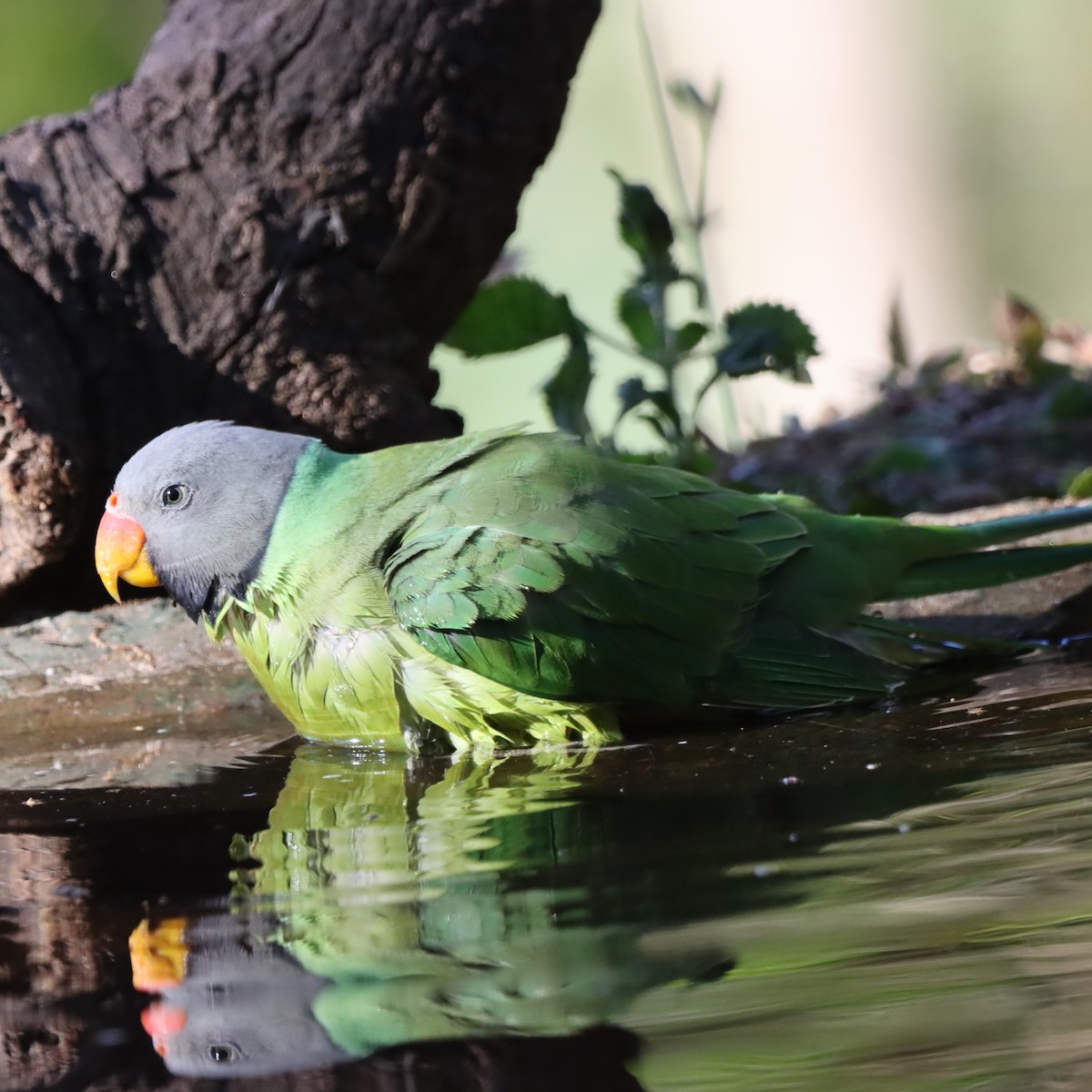 himalayaparakitt - ML647407097