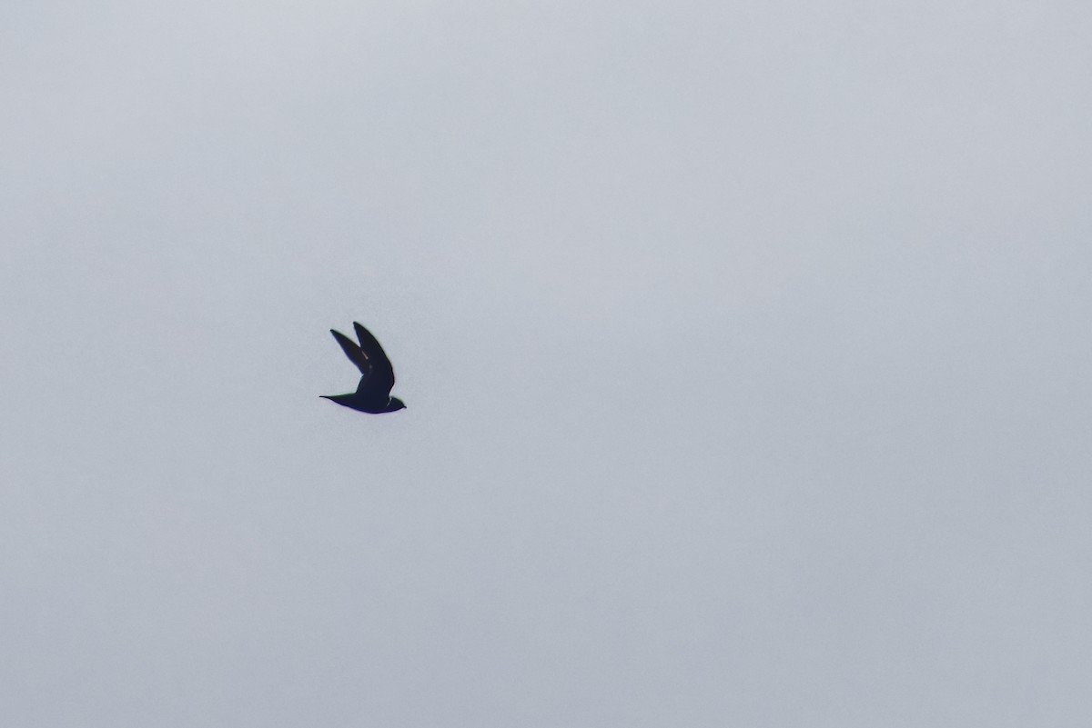 Halsbandsegler - ML647407100