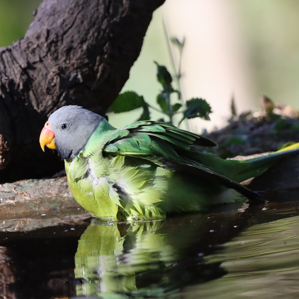 himalayaparakitt - ML647407101