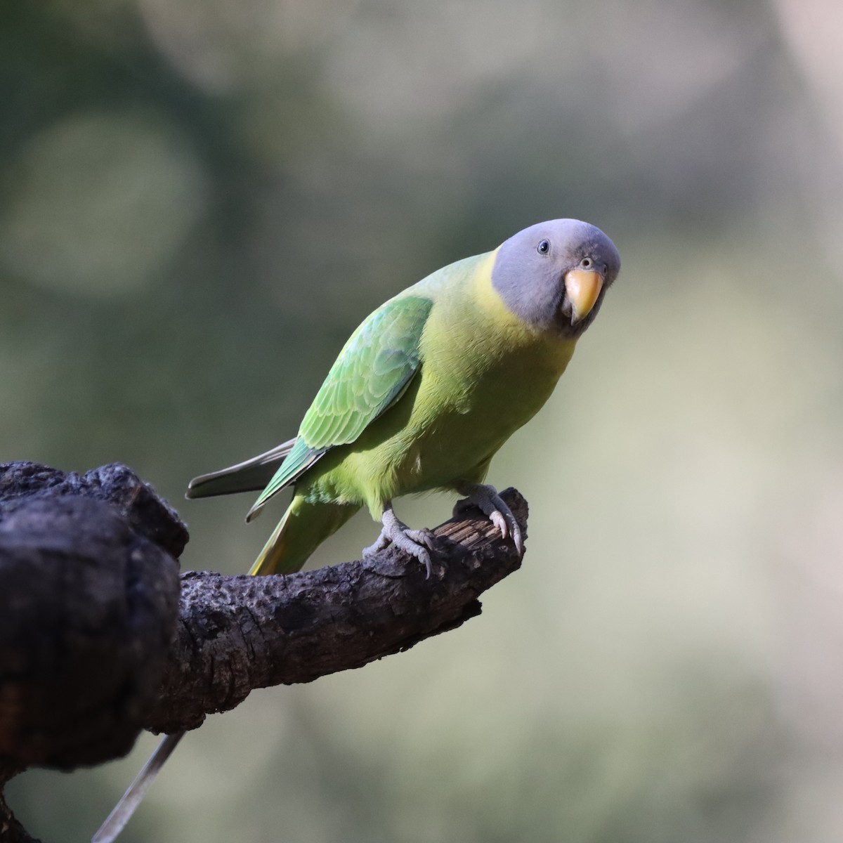 himalayaparakitt - ML647407106