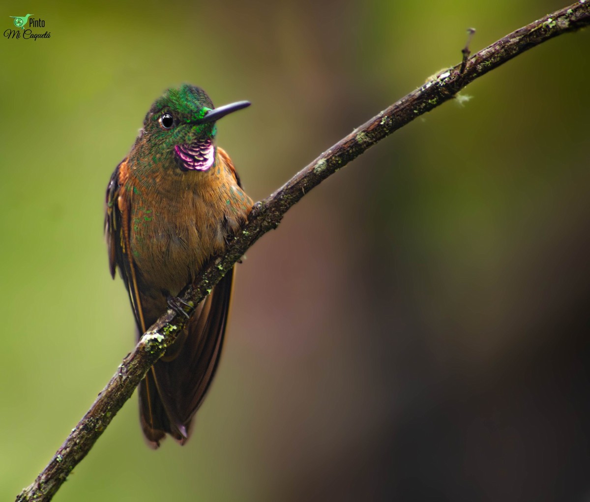 チャムネテリハチドリ - ML647407109