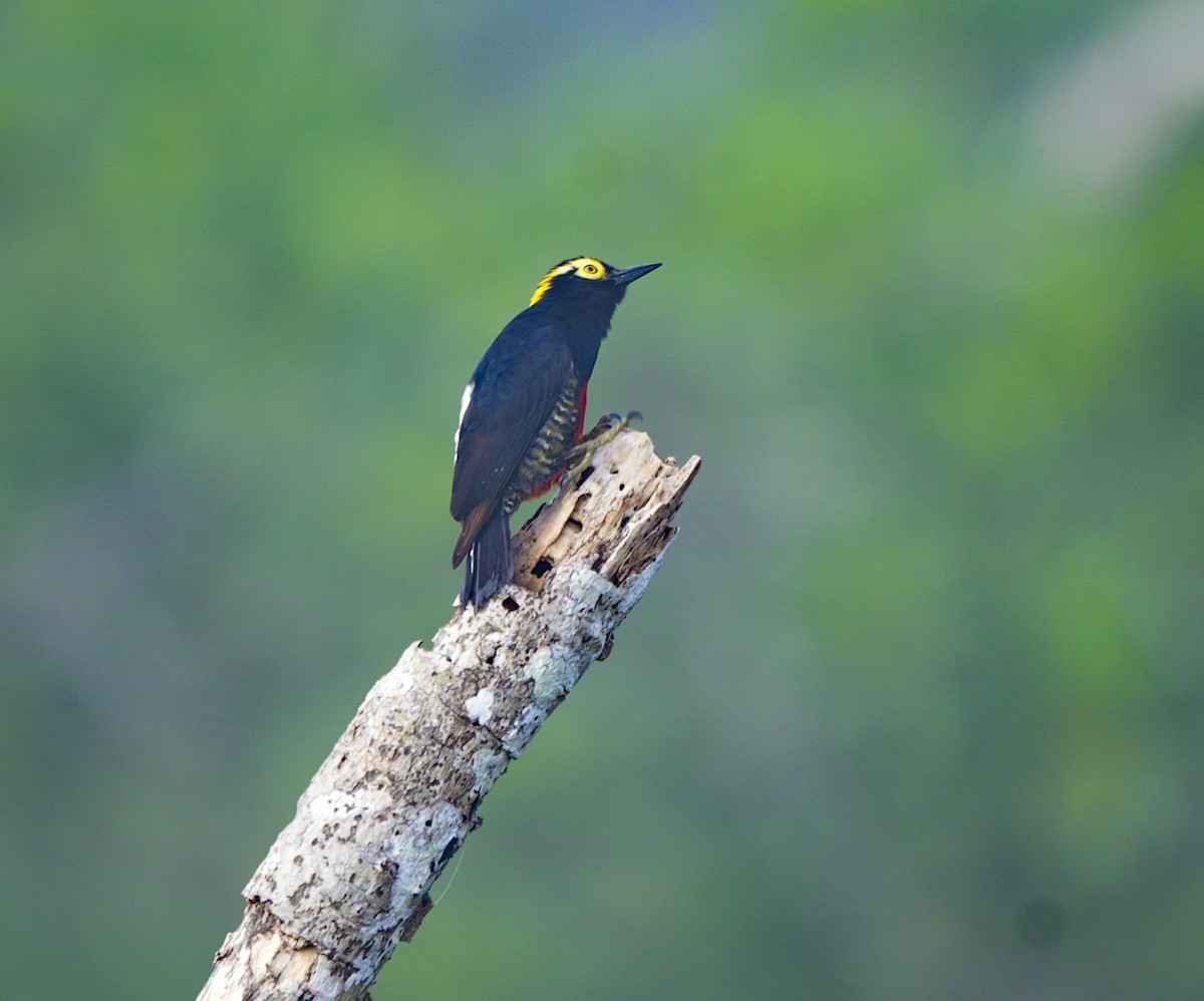 Yellow-tufted Woodpecker - ML647407118