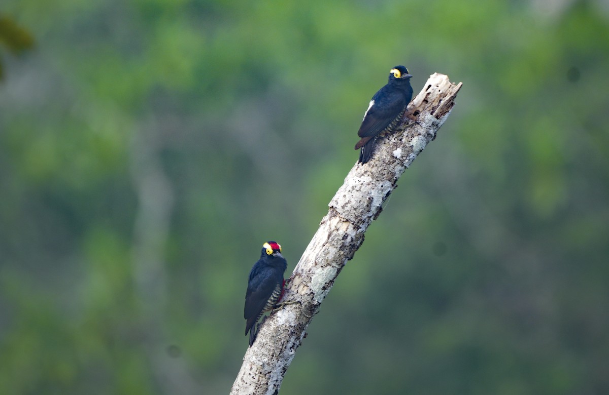 Yellow-tufted Woodpecker - ML647407119