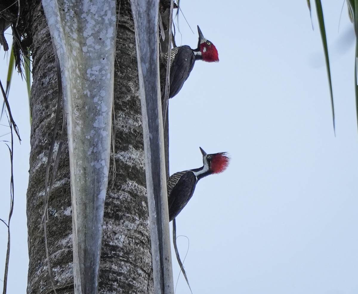 Crimson-crested Woodpecker - ML647407124
