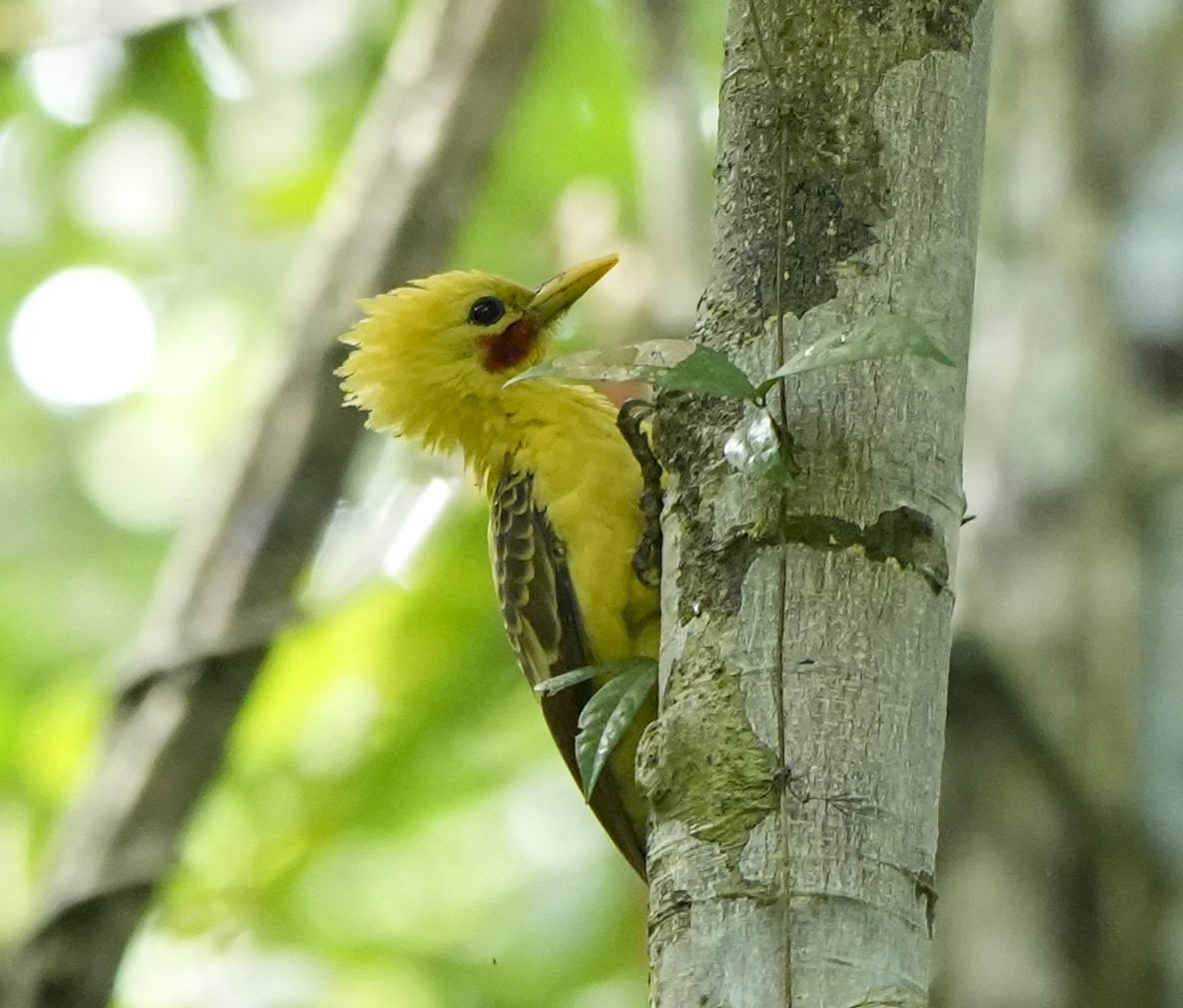 Cream-colored Woodpecker - ML647407131