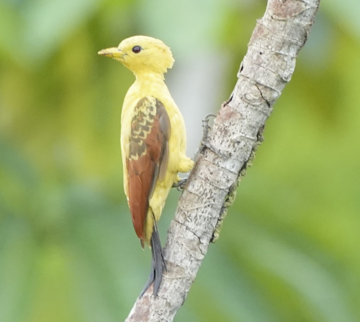 Cream-colored Woodpecker - ML647407132