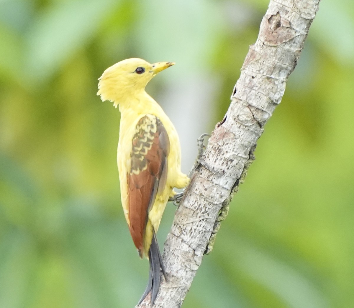 Cream-colored Woodpecker - ML647407133