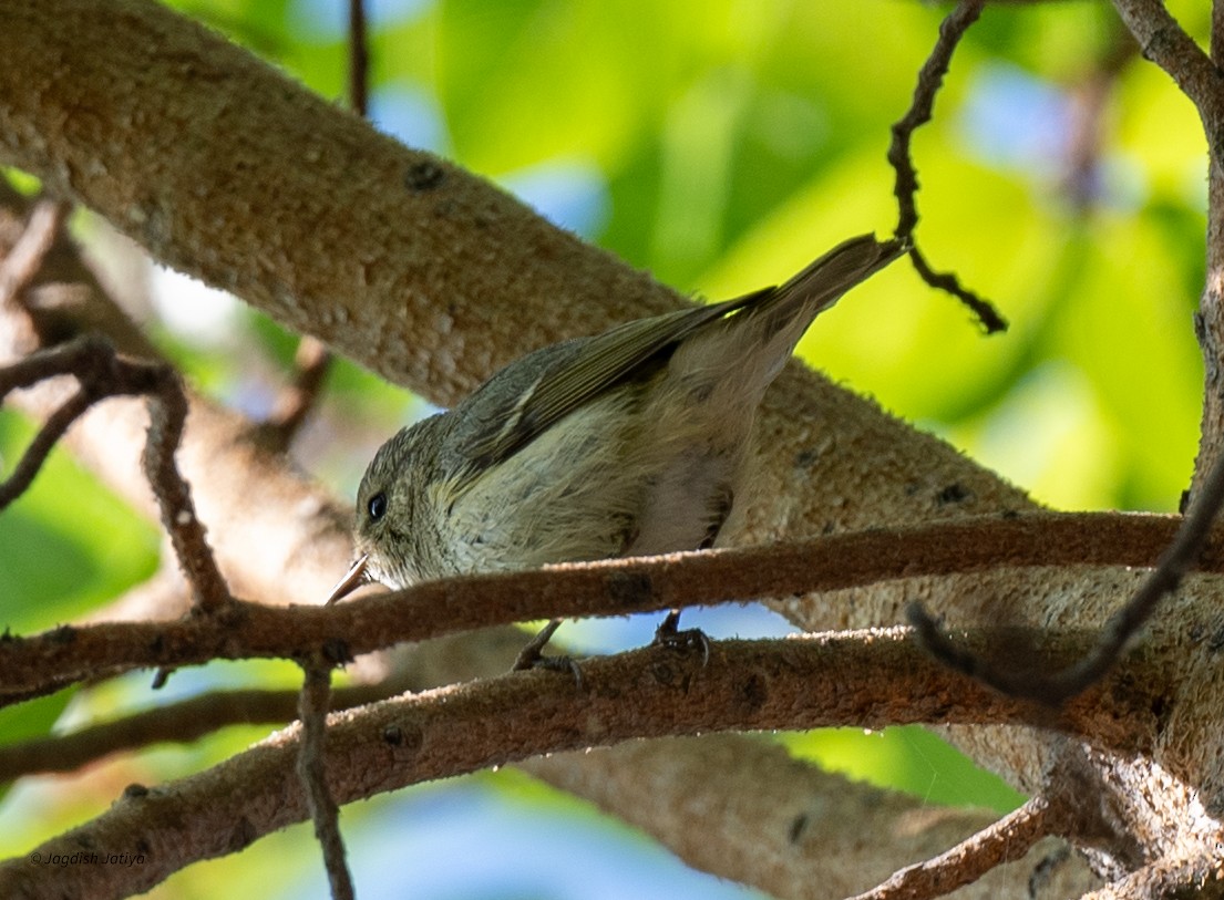 Hume's Warbler - ML647407135
