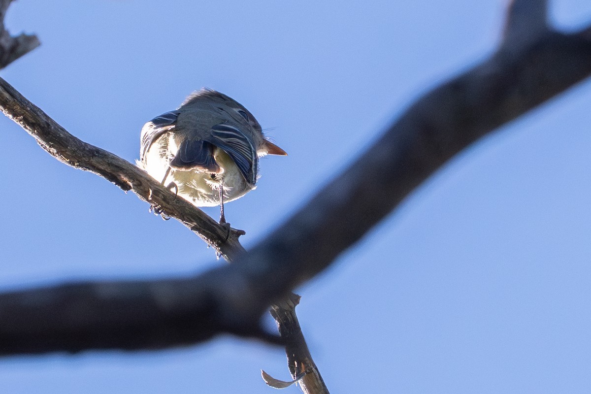 Greater Pewee - ML647407144