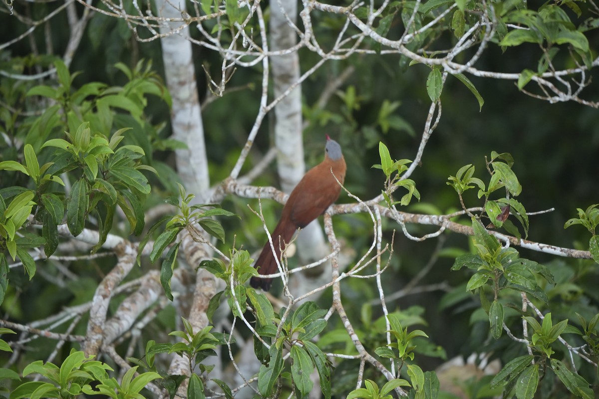 Common Squirrel-Cuckoo/Black-bellied Cuckoo - ML647407145