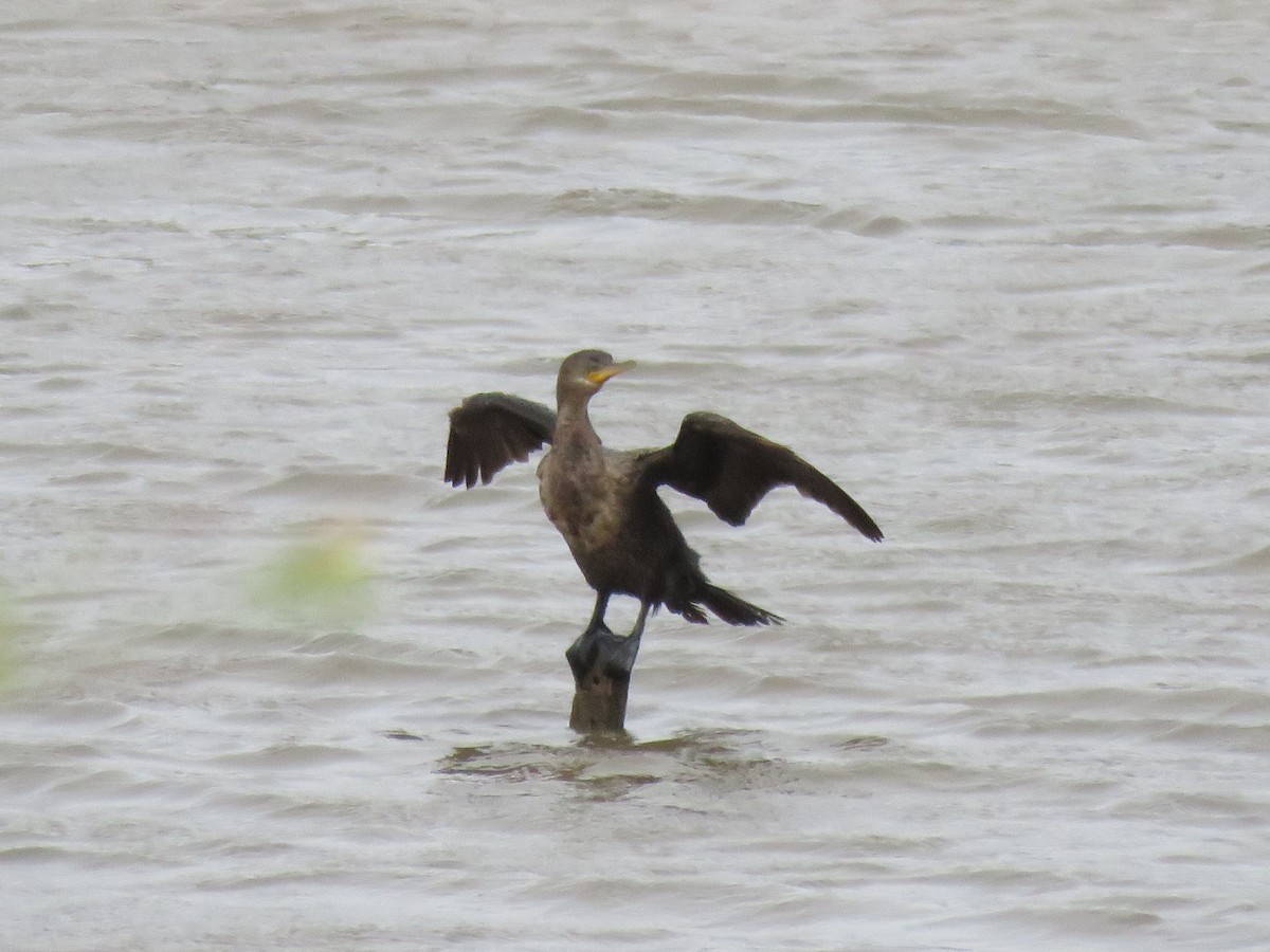 Neotropic Cormorant - ML647407146