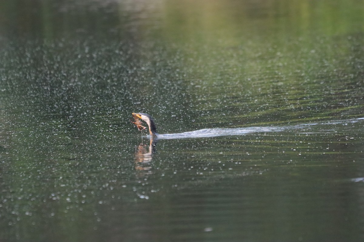 Little Pied Cormorant - ML647407149