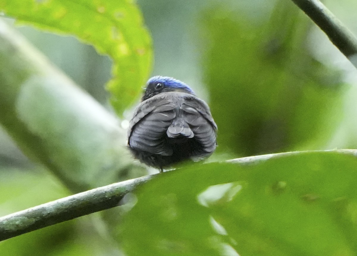 Blue-capped Manakin - ML647407154