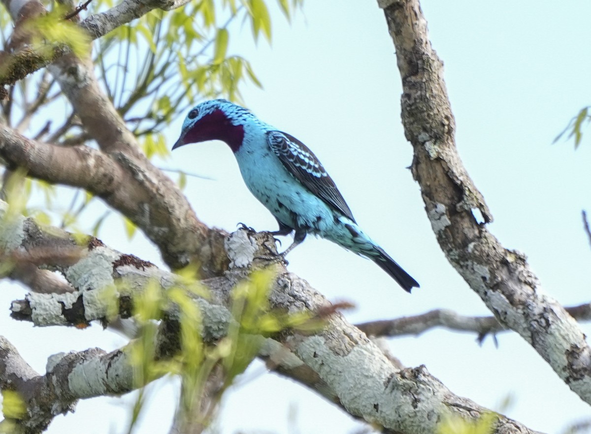 Spangled Cotinga - ML647407156