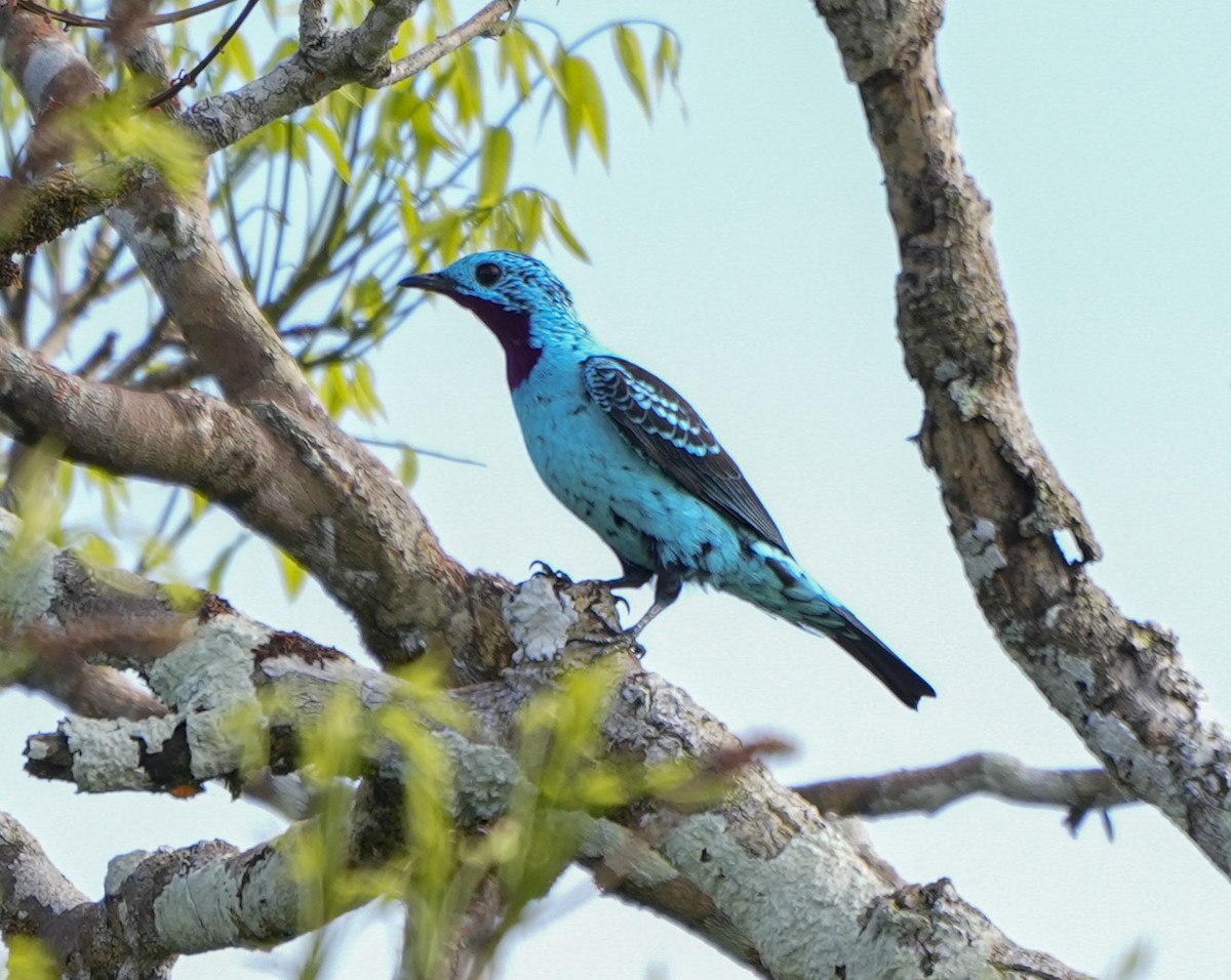 Spangled Cotinga - ML647407157