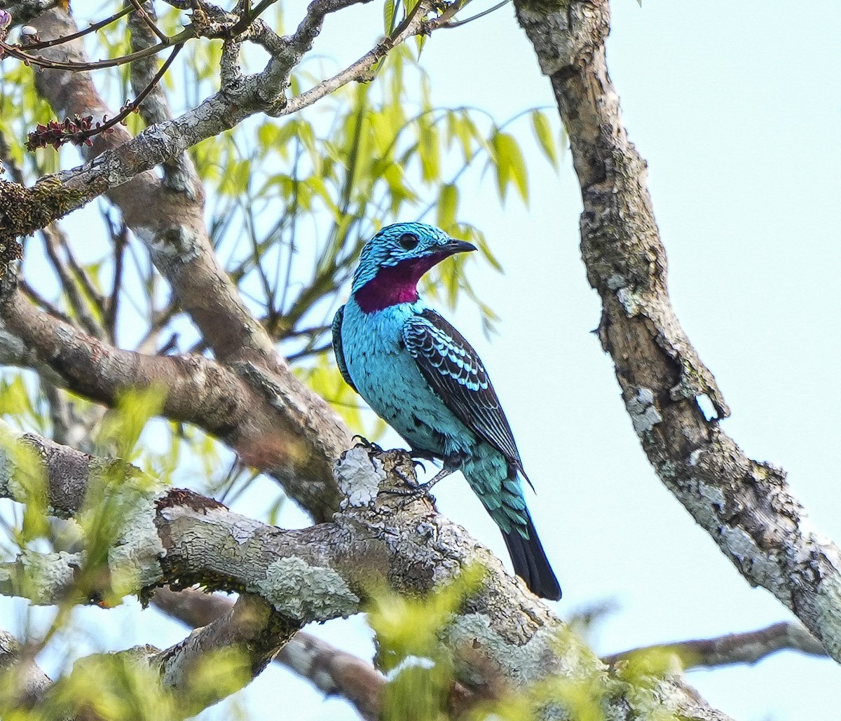 Spangled Cotinga - ML647407158