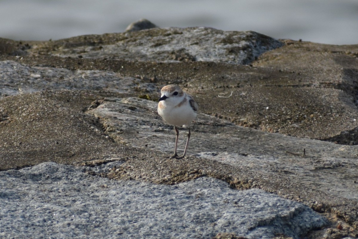 Малайский зуёк - ML647407170